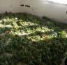 Dům plný marihuany v Krnově