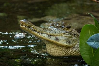 Krokodýl štítnatý