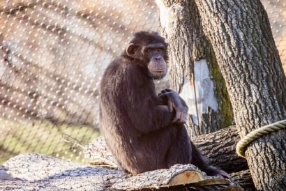 Nový samec šimpanze